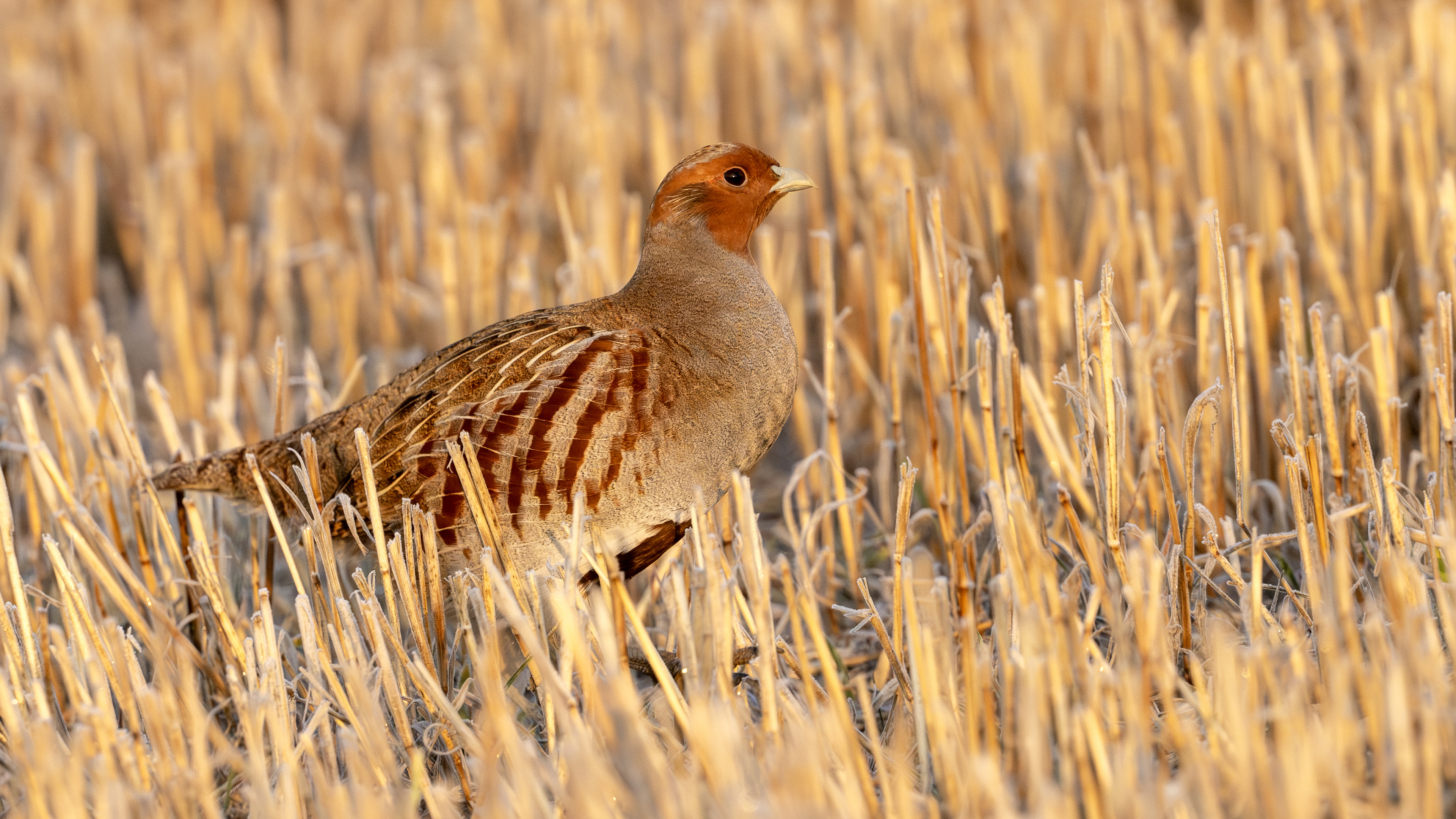 Gray Partridge